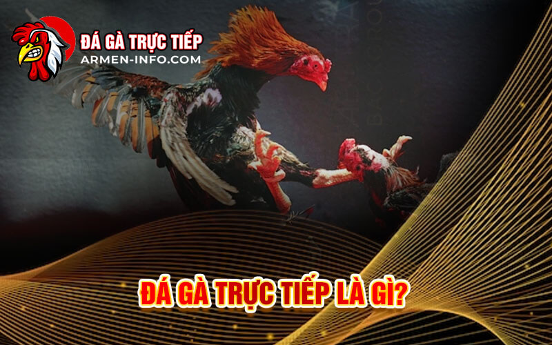 Giới Thiệu Về Đá Gà Thomo