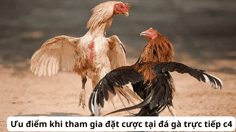 Lịch Sử Và Nguồn Gốc Của Đá Gà Thomo