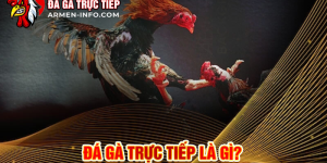 Trận Đấu Đá Gà Trực Tiếp Thomo 88 Hôm Nay